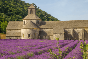 Lavender fields at Abbaye Notre-Dame